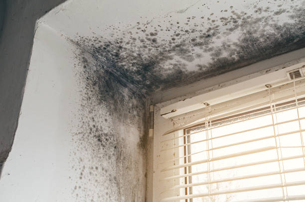 Trusted Black Mold Removal service in Emporia, VA - Cheap Mold Removal