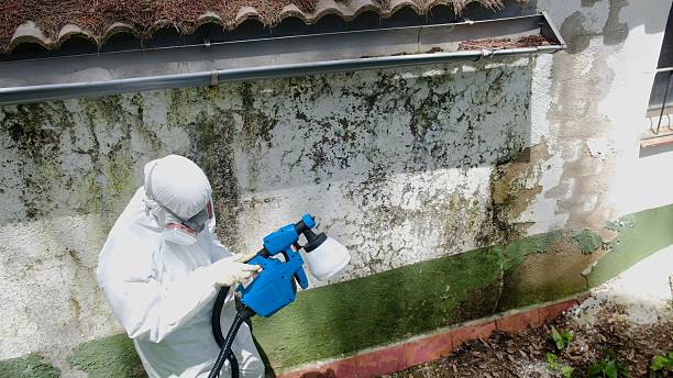 Top rated local Basement Mold Removal specialists in Emporia, VA